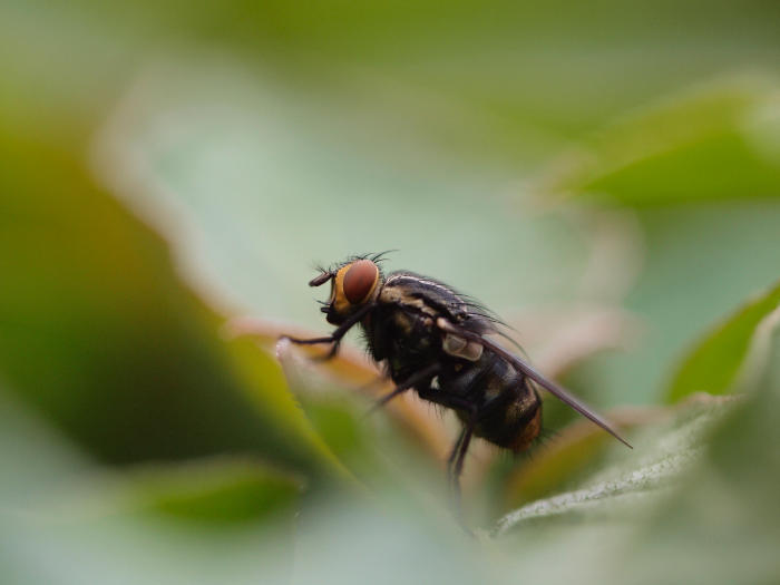 Eine Rangliste unserer Top Biogents mückenfalle