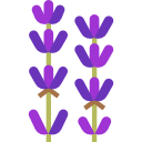 Lavendel Lavendel