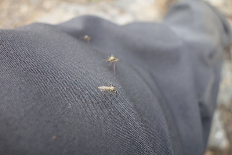 Mückenschutz Kleidung Hose